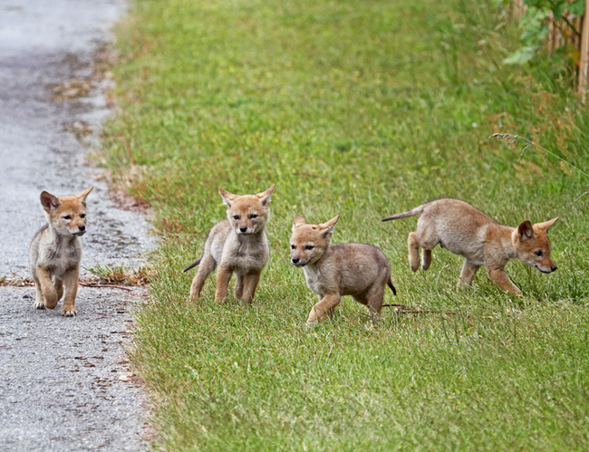 "We started a gang, it