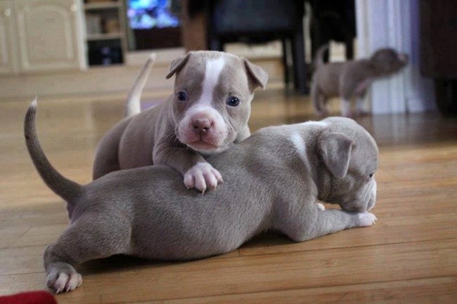 Awwww