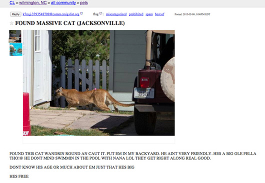 5. Man tries to get rid of a cougar running loose in his neighborhood. 