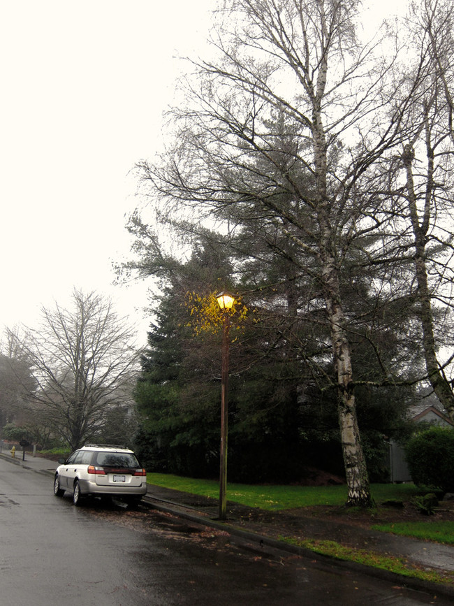 11. This lamp is keeping these leaves from realizing it