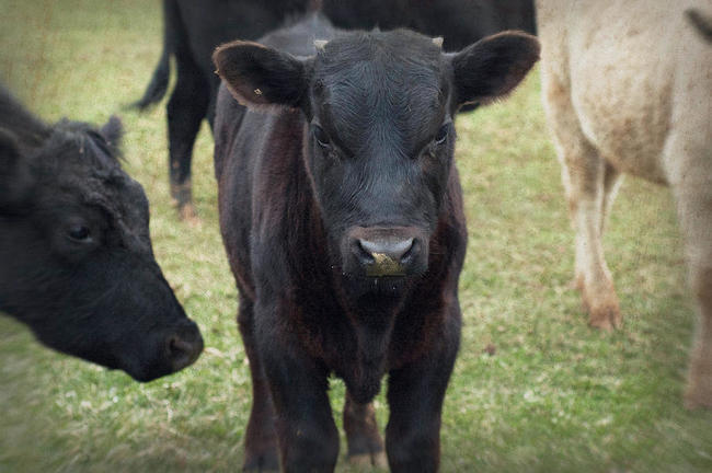 "You mess with the bull...one day you
