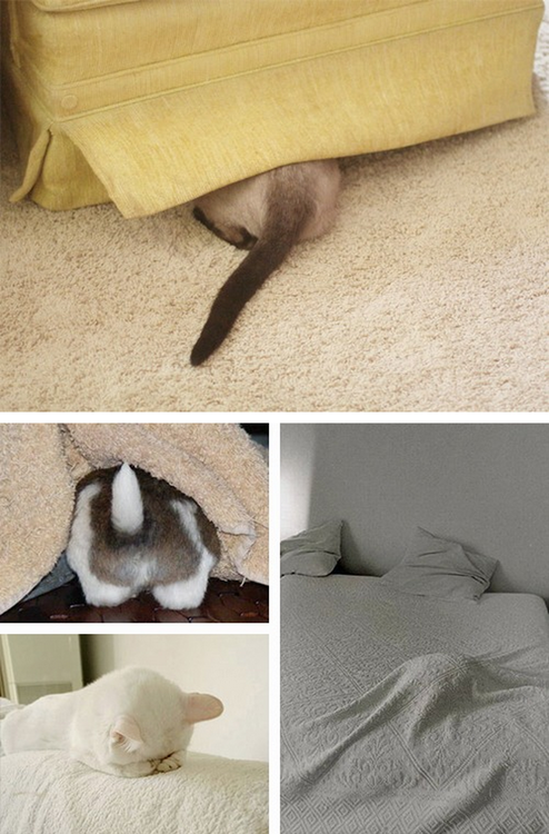 How sad is the state of pet hide and seek that these guys come out looking like winners?