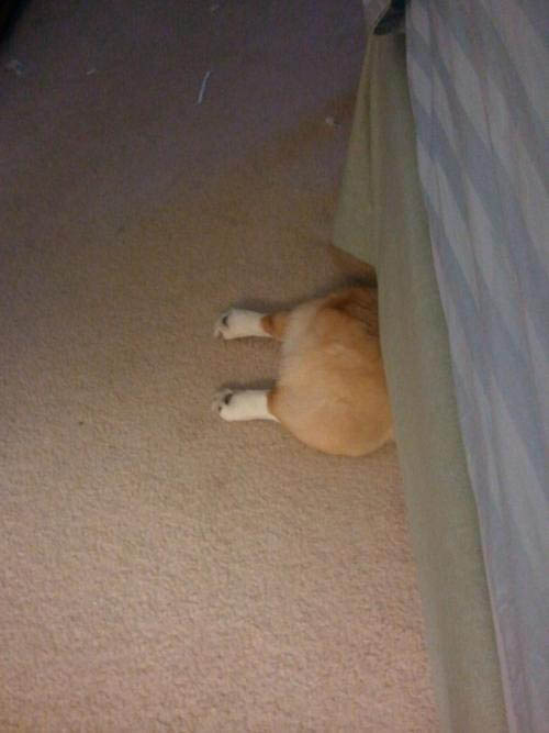 I wish failure was always this cute.