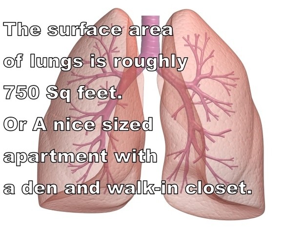 The Lungs