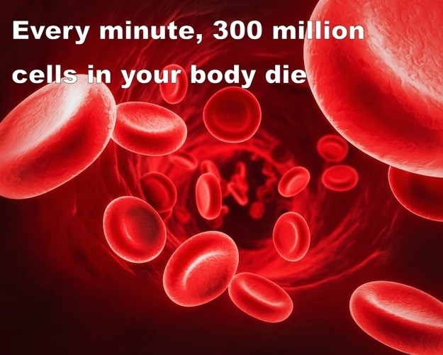 Cells