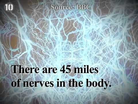 Nerves