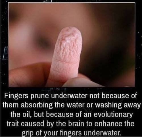 Fingers