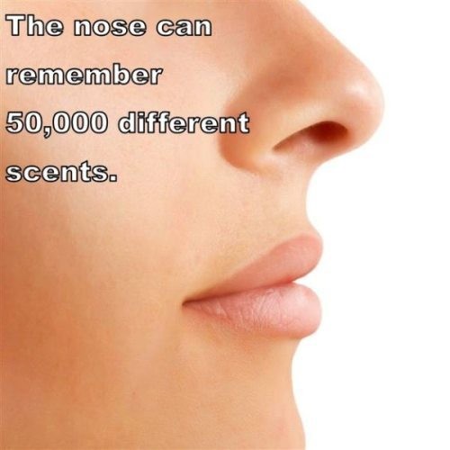 The Nose