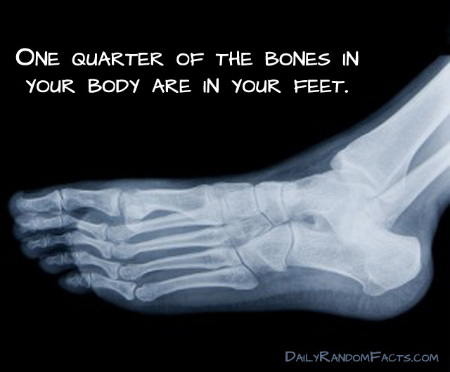 Bones