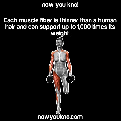 Muscle Fiber