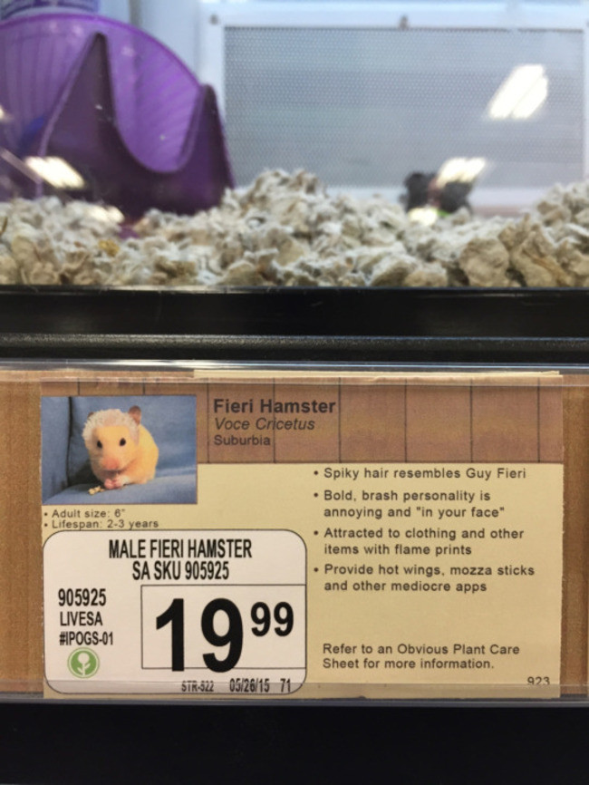 This rodent, on the other hand, will do less working out and more yelling about Dorito-flavored aioli.