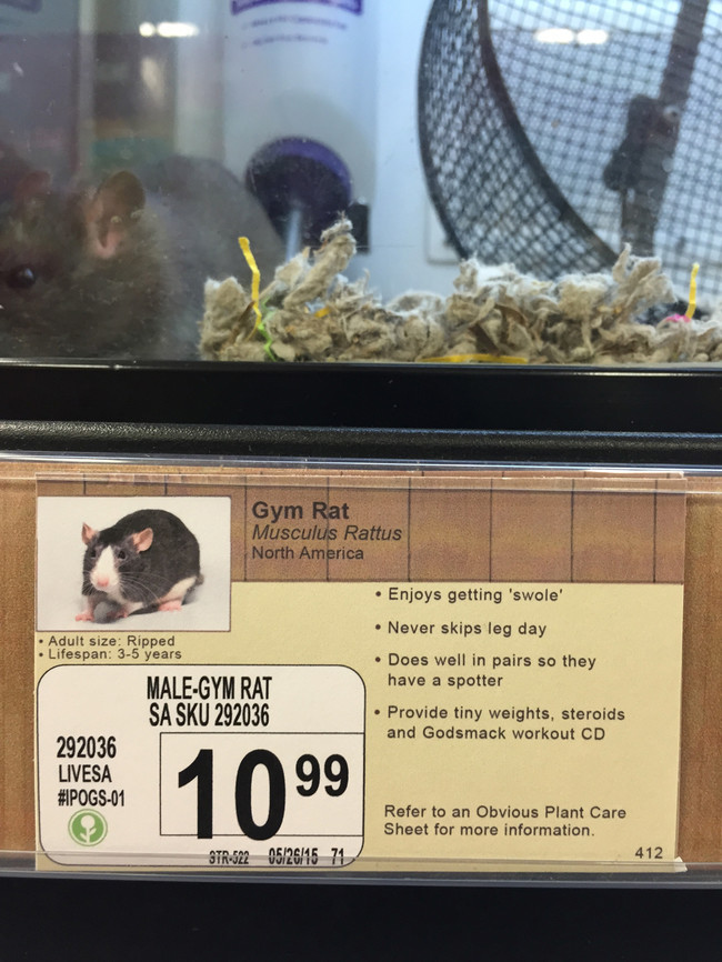 Your protein powder can double as bedding for this guy.