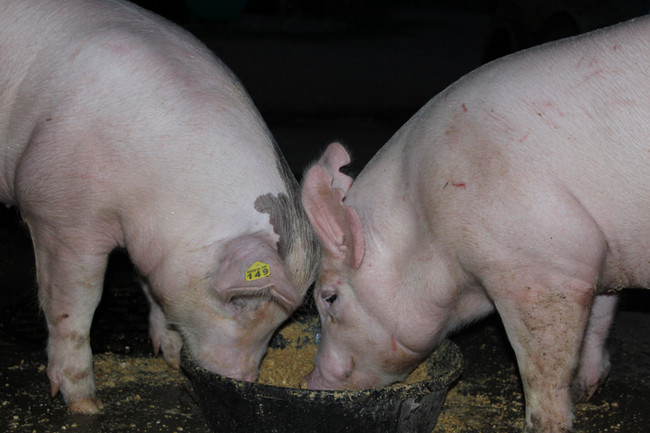 "I make pig feed. There