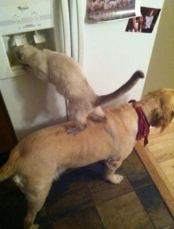3.) Never leave your pets unsupervised. They