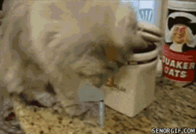 8.) Cats. You can