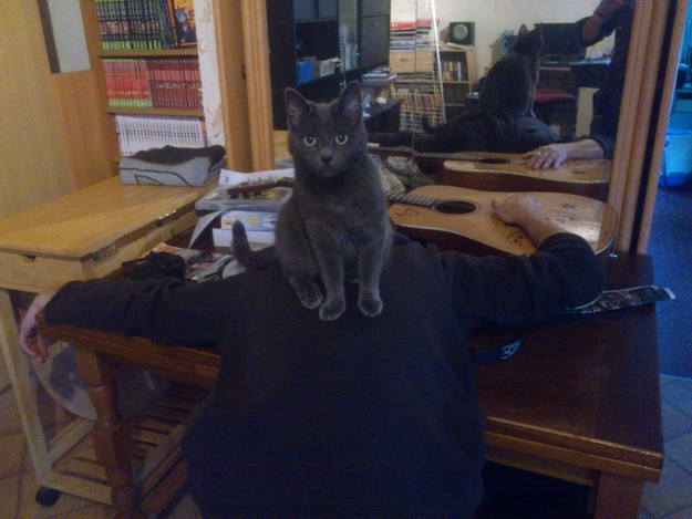 20. The guy who was conquered by his cat.