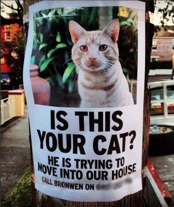 7.) Is this your cat? Please come get your cat.